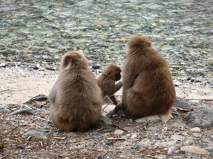 【夏秋限定】名古屋発、立山黒部・上高地を巡る2日間アルプス旅｜6つの交通手段